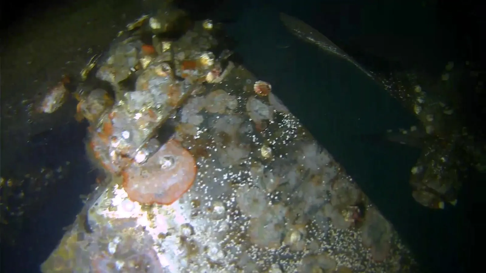 Structural detail on a submerged member, seen through the DDCS camera